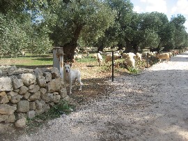 Droga do gospodarstwa o nazwie masseria (Foto JSS)