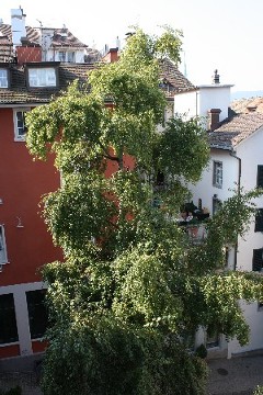 Domowe drzewo w Zurychu (JSS)