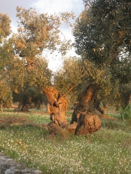 Para drzew oliwkowych (Foto JSS)